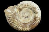 Perisphinctes Ammonite - Jurassic #90457-1